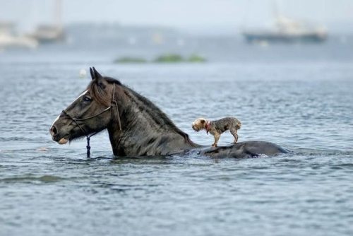 cat-on-horse.jpg